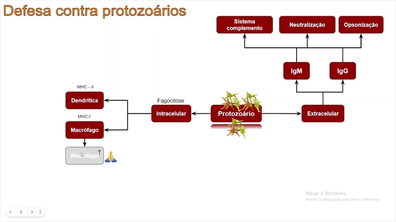 Resposta imune contra protozoários - Defesa contra protozoários