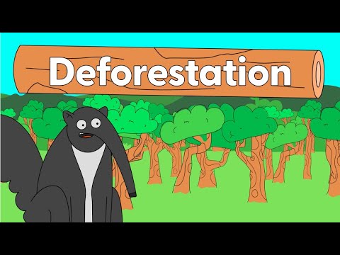 What is Deforestation?