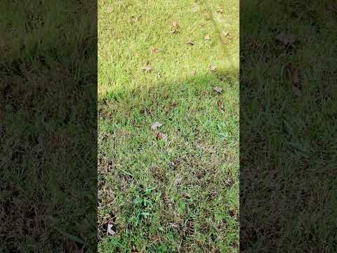 When you play Fortnite for 39 hours straight #touchinggrass #memes #funny #true