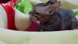 Orphan kitty love the blanket as his mommy milk �