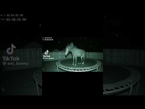 Eu tive que colocar essa música faz sentido"Cavalo pulando no Pula Pula 🤣@rionegroesolimões#cavalo