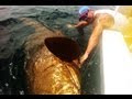 LARGEST GOLIATH GROUPER EVER ON ...