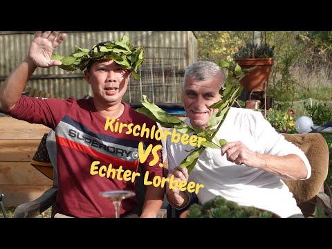 Einfache Unterschiede zwischen Kirschlorbeer und Echtem Lorbeer!