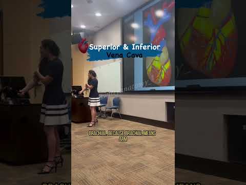 Superior & Inferior Vena Cava!#drbenaduce #wittyanatomy #anatomy #bloodvessels #cardiovascular