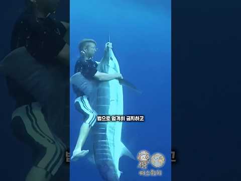 미국에서 새치 낚시가 불법인 몇 가지 이유 #낚시 #지식 #정보