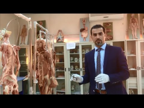 sciatic nerve anatomy