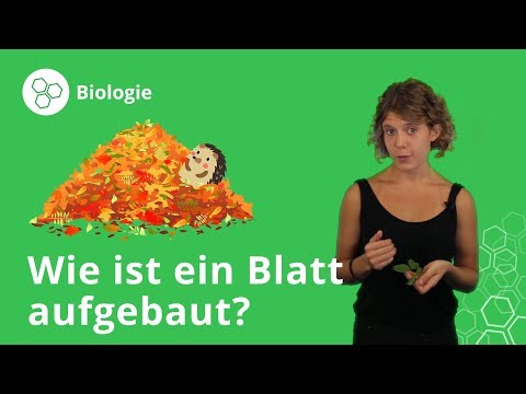 Blätter von Pflanzen: Aufbau und Funktion – Biologie | Duden Learnattack