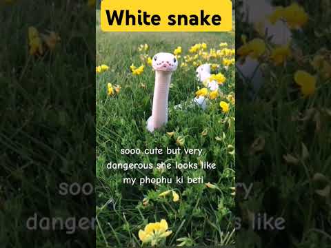 White snake || Islamic || #trending #animals #🤣#viral #shorts #snake