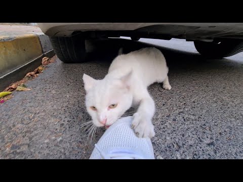 Angry White Cat is so Angry it bites my shoe.