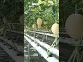 Budidaya Buah Melon Hidroponik Sistem NFT Short Melonsweet