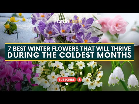 7 Best Winter Flowers That Will Thrive During the Coldest Months 🌷🌻 // Gardening Ideas