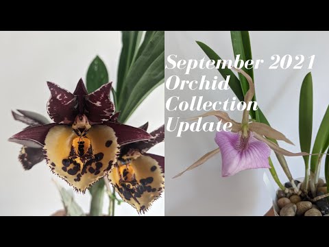 September 2021 Orchid Collection Bloom Update | Fall Indoor Growing Update in Manhattan NYC