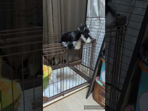 ミニチュアシュナウザー