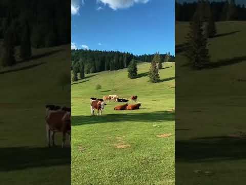 Descoperim România: locuri de poveste în Bihor | Apuseni: Padiș, Poiana Ponor | Romanian Voyage