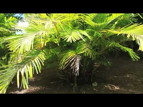Arenga Palm at Palm Garden Nevis