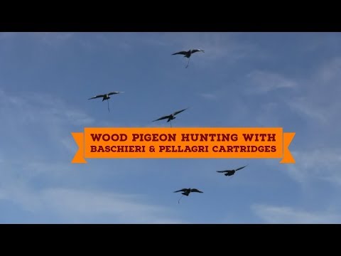 , title : 'Wood pigeon hunting with Baschieri & Pellagri cartridges'