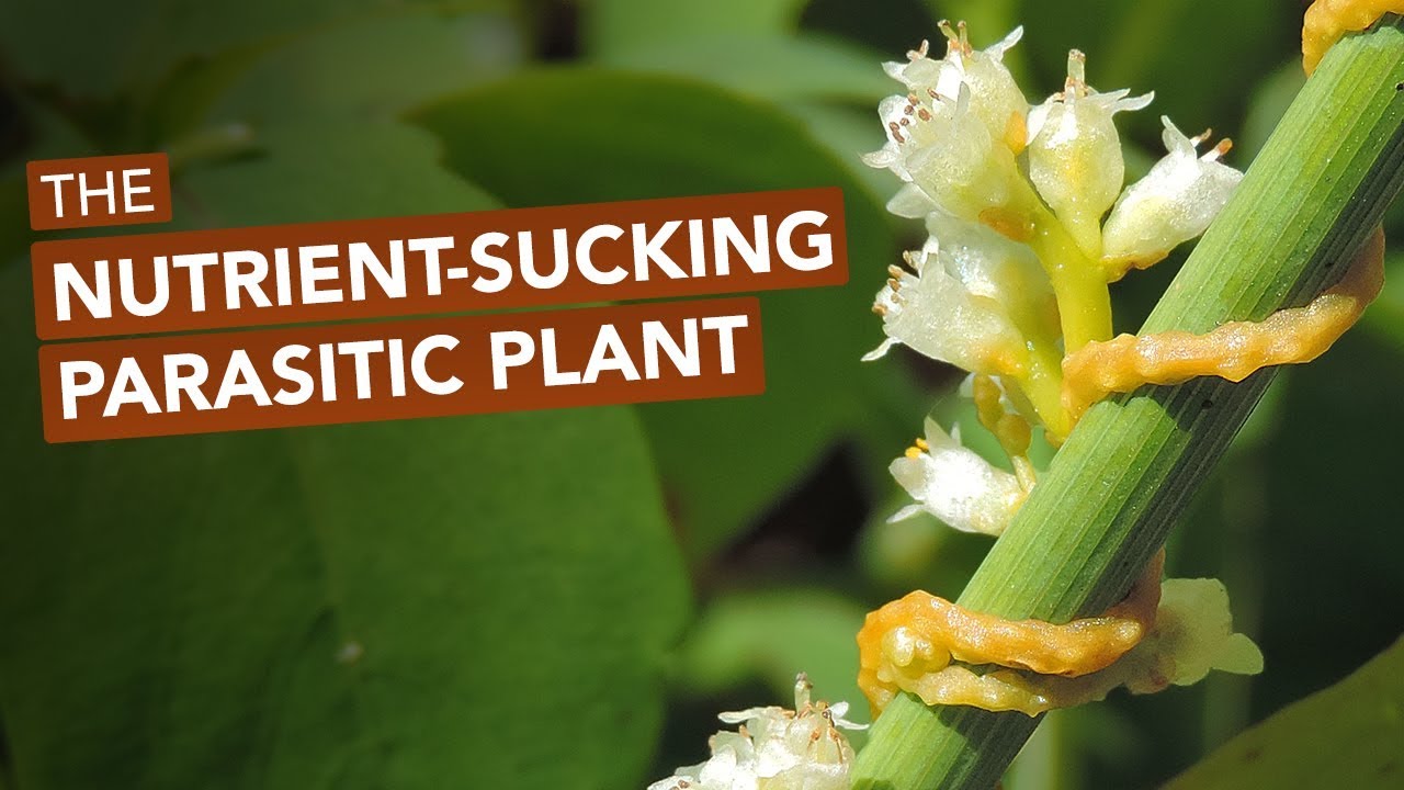 The Nutrient-Sucking Parasitic Plant Known As Devil's Guts, Strangle Weed, & Love Vine - YouTube
