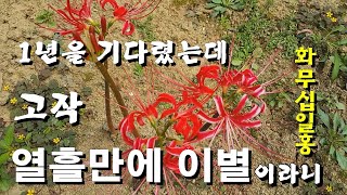 1년을 기다렸는데 고작 열흘만에 이별이라니-석산, 상사화, 꽃무릇, 피안화