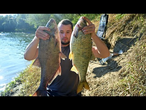 Pecanje krupne Savske Deverike,Mrene i Plotice feeder tehnikom