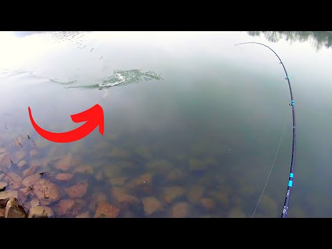 1st GIANT of the Season - Winter ASP Fishing on Po River