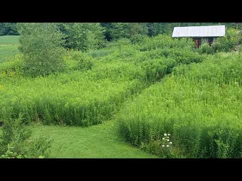 How We Manage Our Native Plantings: Part 3