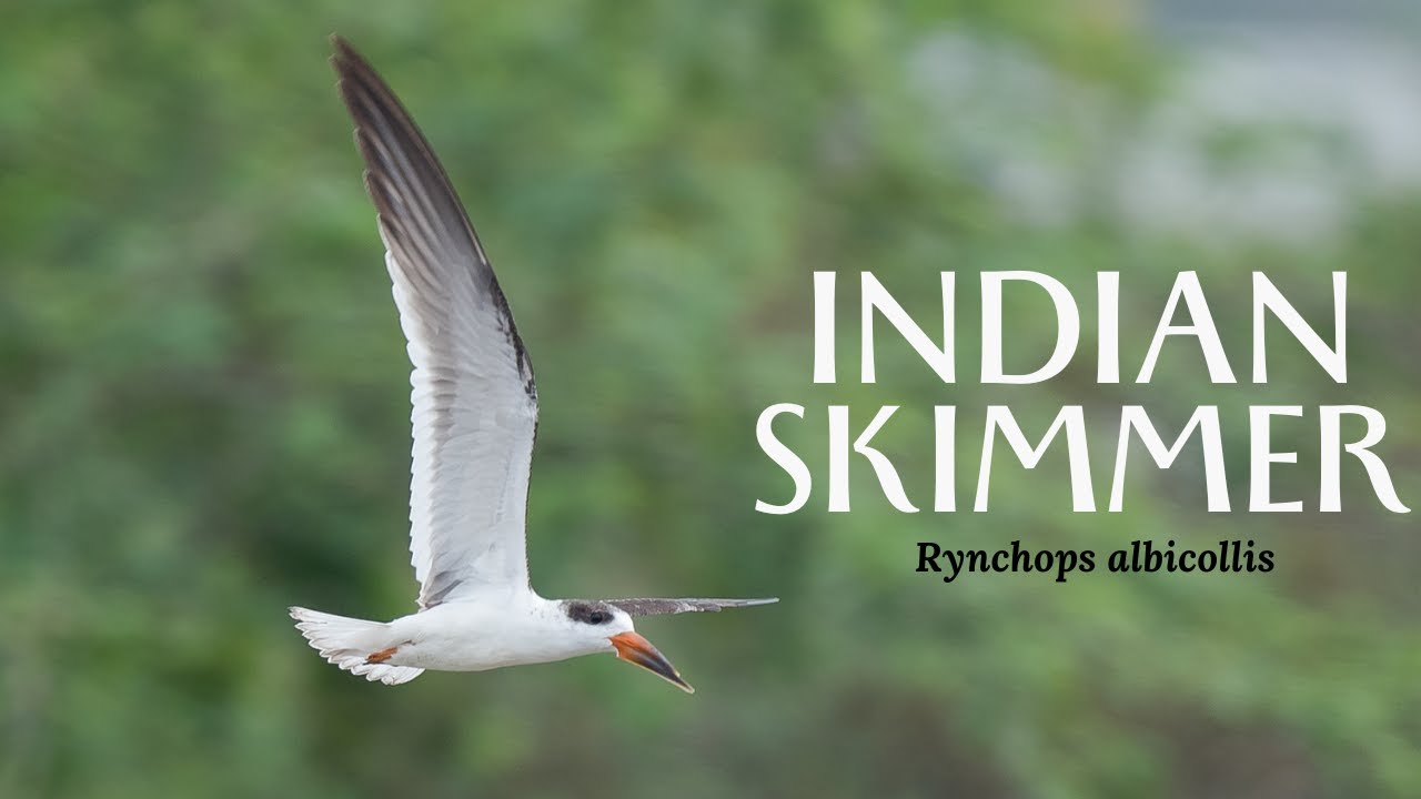 Indian Skimmer - Rynchops albicollis #birds #birdsofindia #nikonp950 #birdwatching #beautifulbirds