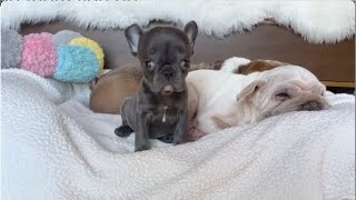 Tiny Frenchie asked the fat dog to get out of her favorite hiding place. Noelle Mulberry ep1+2