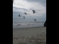 Feeding Seagulls Pizza And Pancakes At Kure Beach NC