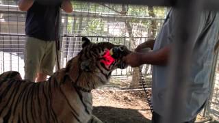 Tiger's eye gets THOR LLLT  / Low Level Laser Therapy treatment