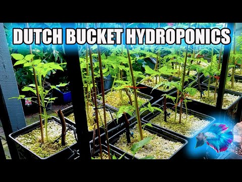 DUTCH BUCKET HYDROPONICS ~ HYDROPONIC TOMATOES!
