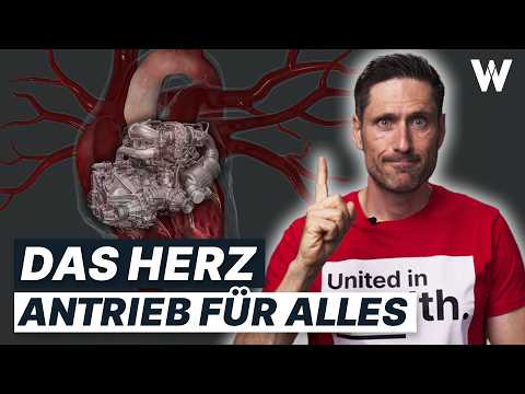 Gesundes Herz: Alles zu Anatomie, Aufgaben und Auswirkungen auf Deine Gesundheit (einfach erklärt)