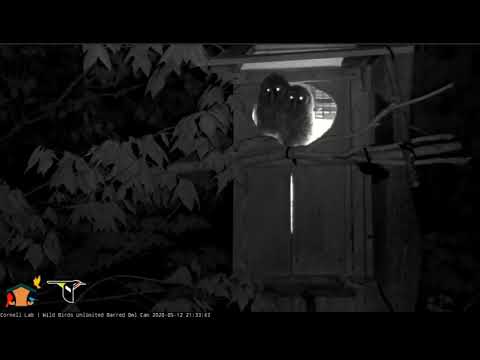Barred owlets discovering the magic of the night. 13.5.2020