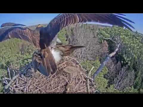 Latvian Osprey Nest 3 4 2017 Mating 1