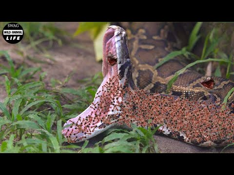 Moments! These Ants Eat Pythons, Scorpions And Everything That Moves Nearby | Animals Fight