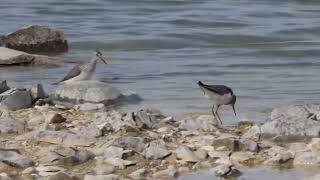 Lesser Yellowlegs