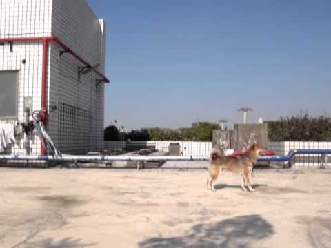 嗨嗨過山洞~~!!(原發表者:歐歐&YOYO麻)(影片)