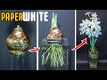 Growing Paperwhite Narcissus Flower From Bulb (48 Day Time Lapse)