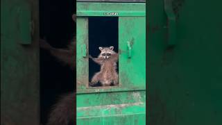 Raccoons Are The Trash Kings!