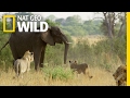 Fending Off The Enemy Elephant King Of The Kalahari