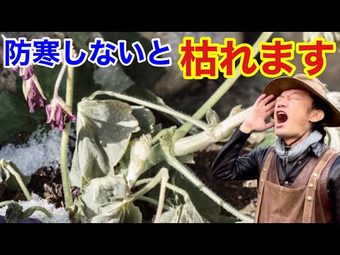 寒さや霜から地球を守る馬糞鶏羊ウサギ牛庭