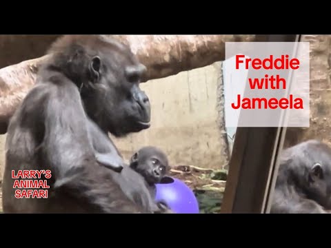 Baby Gorilla Update - Jameela/Kunda - April 21      #gorillas