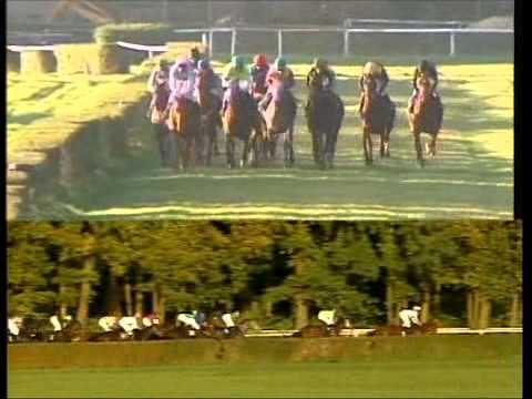 Galopprennbahn Dresden - 15.10.2011 - 8.Rennen