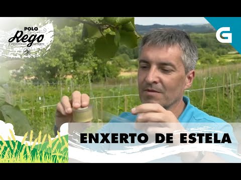 Vídeo: Como facer un enxerto de estela