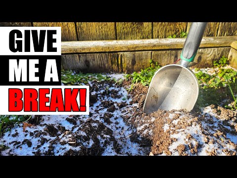 How To Grow An Onion From An Onion Bottom 2019