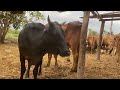 Cow Mating Black Cow And Yellow Beel