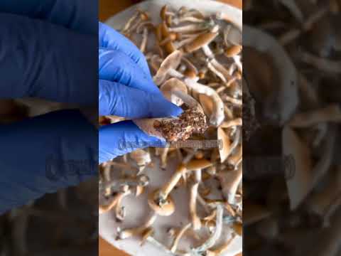how to ensure a second flush in your monotub #mushroom #mycology #diy #monotub #fungi #homegrown