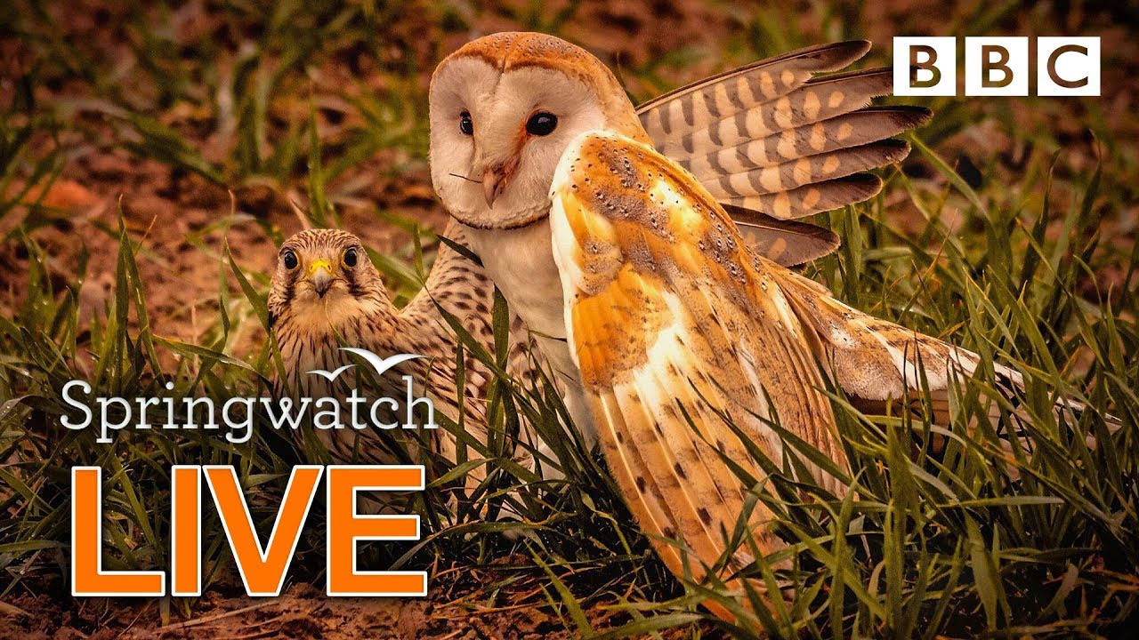 Cute wildlife cams 12 June 🐦🐿🐣 | BBC Springwatch