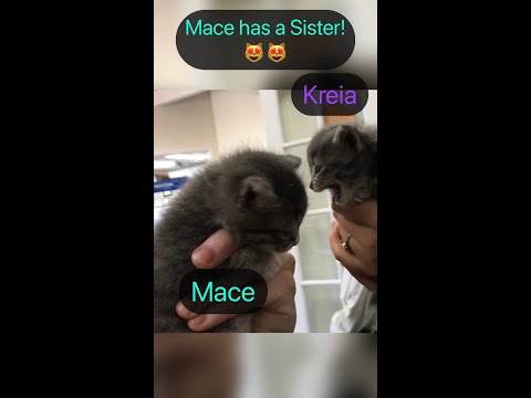Mace has a sister!