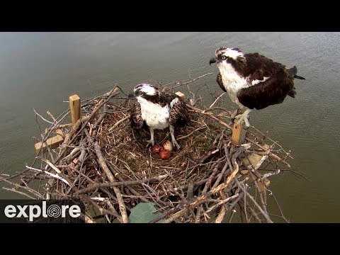 Live webcam view of Osprey Nest on the Chesapeake Bay