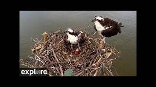 Maryland · Osprey Nest · Chesapeake Conservancy live stream